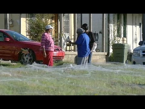 US: Giant spider web sets Memphis residents on edge