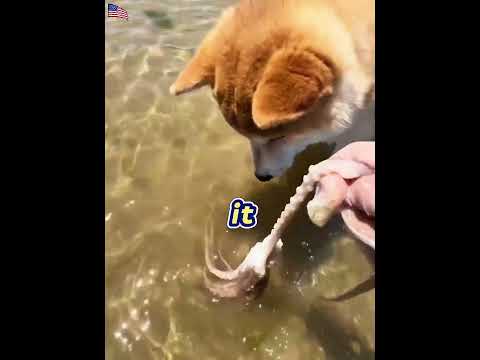My Dog Caught a GIANT Octopus! 🐙🐶 (Plus a Surprise Delivery?!)#USA #America #fyp