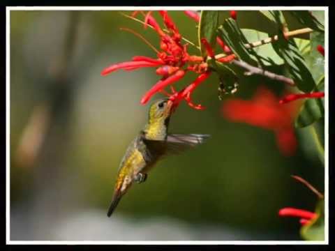 Jerónimo Andar por fe