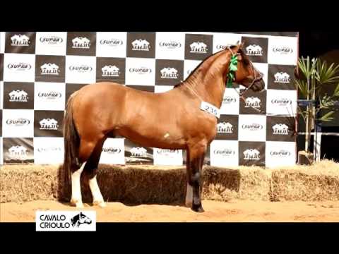 Videos :: ABCCC - Associação Brasileira de Criadores de Cavalos Crioulos