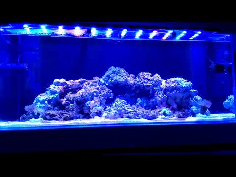 (3) Akwarium morskie 2 plaga 35 dni od zalania