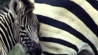 aria sulla quarta corda - bach - gheorghe zamfir (just mothers - semplicemente madri)