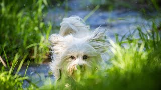 Havanese vs Lhasa Apso: Deciding Between Two Breeds