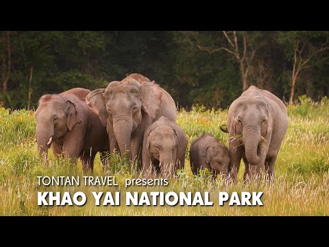 Khao Yai national park tours by Tontan Travel