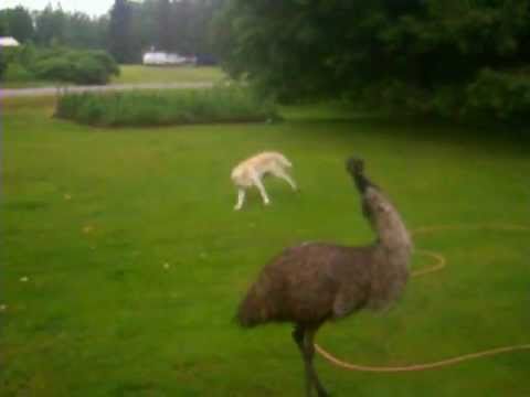 Emu chasing Dog