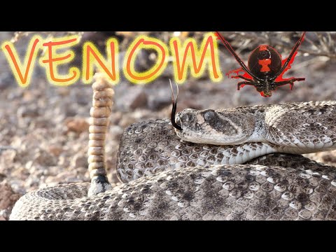 Venomous Animals of Arizona: Deadly Rattlesnakes, Black Widow, Bark Scorpion and more.