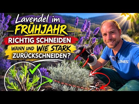 Lavendel im Frühjahr richtig schneiden – Wann und wie stark zurückschneiden ? 