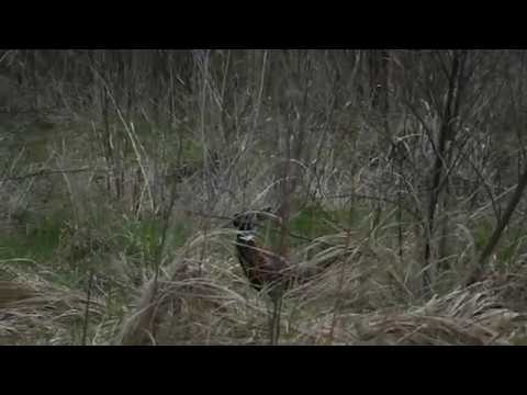 Ловля фазана на кукурузу.