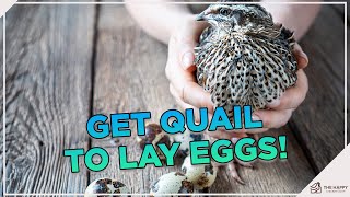 Maximizing Quail Egg Production: Unleash These Techniques NOW!