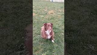 Video preview image #1 Mutt Puppy For Sale in Sandy, UT, USA