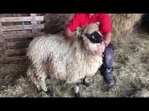 Ovcarstvo JASKO TAHI - RADIO MAX GRAČANICA 20.4.2019