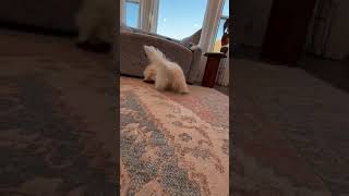 Video preview image #1 Mutt Puppy For Sale in Grafton, WI, USA