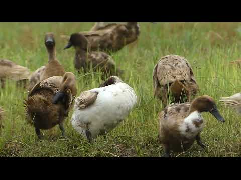 How to Raising Millions of Duck on Rice Field For Meat - Free range Duck Farming Technique