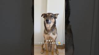 おはようまるちゃん🌞#雑種犬 #雑種 #保護犬 #犬のいる暮らし #いぬのいる生活 #犬のいる生活 #保護犬との暮らし #愛犬 #かわいい犬 #いぬ #犬 #犬動画