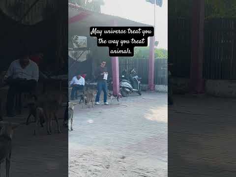 🐶 never forget, neither does the universe #dogsareincredible #dogs #kindness #delhidogs #universe