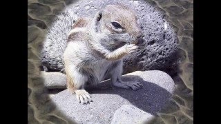 Seashell - Scala - Neue Homepage www.voice-chor.de.rs