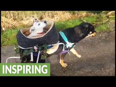 Los perros discapacitados se unen a través de la discapacidad