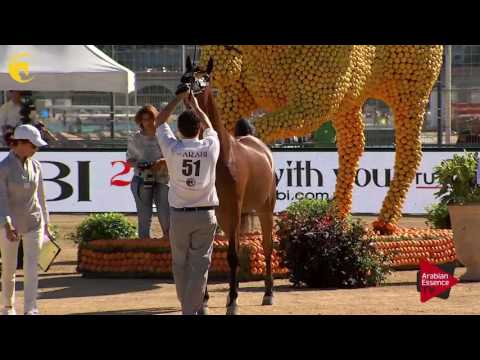 N.51 MAYSAH AL JASSIMYA - MENTON 2017 - Fillies 3 years old (Class 3)