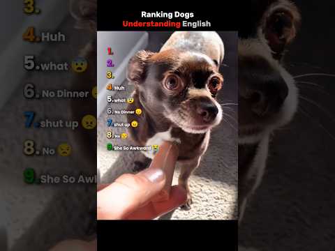 Ranking Dogs Understanding English