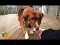 Dog Left By Her People Shines With Joy In New Home Cuddle Buddies