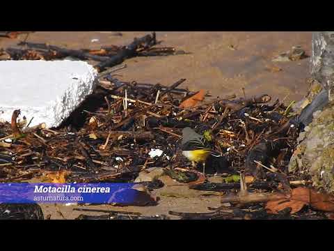 Vídeo de Motacilla cinerea subsp. cinerea. <em>© César Fernández González