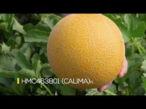 Video: CALIMA F1