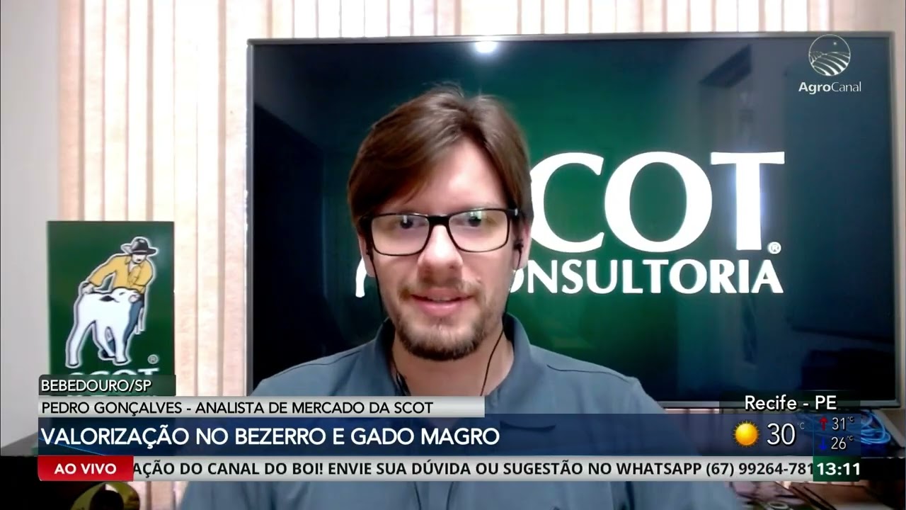 Gado de reposição ganha força no mercado pecuário