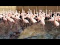Chilean Flamingos Marching In Their House