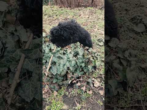 Puli puppy for sale