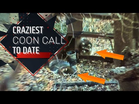 Craziest Raccoon call we have ever made!