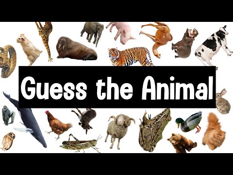 Guess the Animal Sound Game | 30 Animal Sounds Quiz | Wildlife Trivia