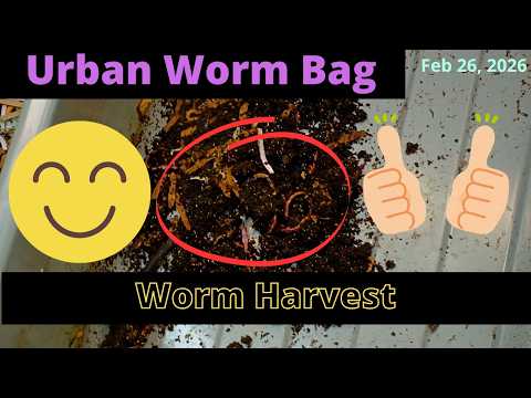 Harvesting ENCs for a Future New Urban Worm Bag & Feeding | Feb 26, 2026