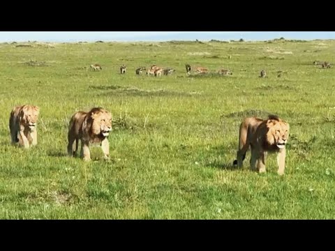 New Young Male Lions in Dangerous Survey Area | Molibany Males | Crazy Development | 30 October 2024