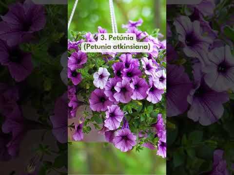 5 Full Sun Plants with Beautiful Flowers