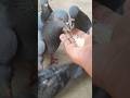 Pigeons Air From My Hand Eating Food 😔 #shorts #youtubeshorts #viralvideo  #pigeonlover