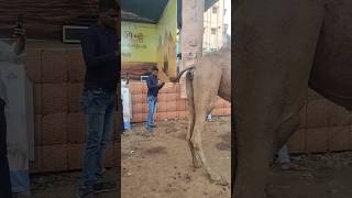 Download lagu camel ka potty.. #trending mp3