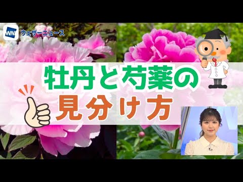 牡丹咲いてないの?これらが理由です 植物