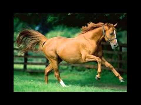 Sound Effect - Cavallo al galoppo - Gallopping Horse - Effetto Sonoro