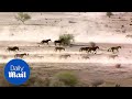 Wild Horses Stampede In Arizona Daily Mail