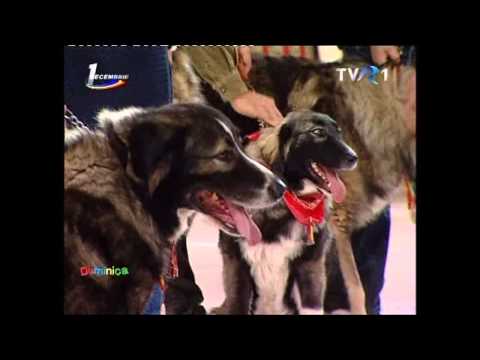 1 DECEMBRIE SI TVR 1, "DUMINICA IN FAMILIE" si CIOBANESTII ROMANESTI!