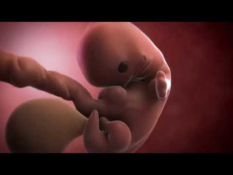 Your baby at 7 weeks | Week-by-week pregnancy | MadeForMums