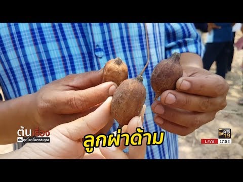 นวดเพิ่มขนาดของสมาชิกคนหนึ่งของ ให้สมาชิกที่มีขนาดเล็ก