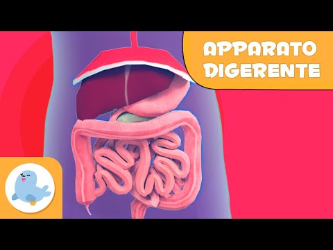 L'apparato digerente per bambini | Il corpo umano per bambini