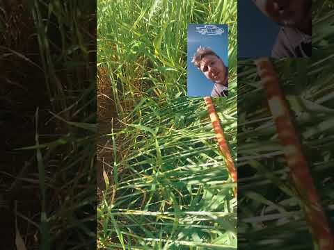 Biotrigo na Estrada | Biotrigo Veloz | Mangueirinha/PR