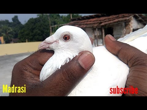 Madrasi kabootar ki pehchan kaise kare How to identify Madrasi pigeon  . kolkata part - 4 Video