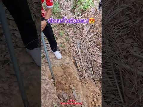 #ช่วยเหลือชาวสวนยางที่เขาพนมกระบี่.! #snake #cobra #reptiles #wildliferescue #animals