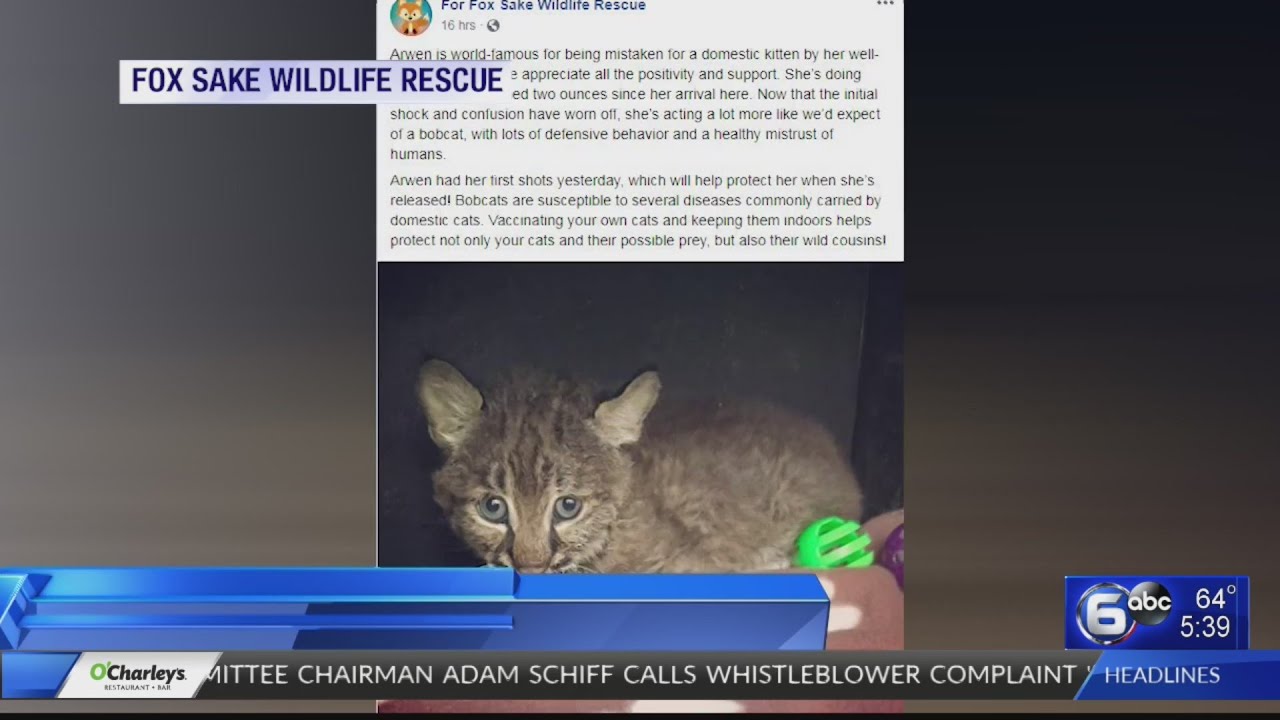 Chattanooga woman rescues bobcat she thought was a kitten