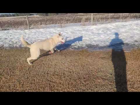 Simba, an adoptable Yellow Labrador Retriever in Lacombe, AB_image-1