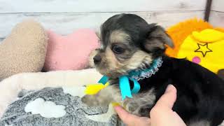 ハーフ犬の動画01