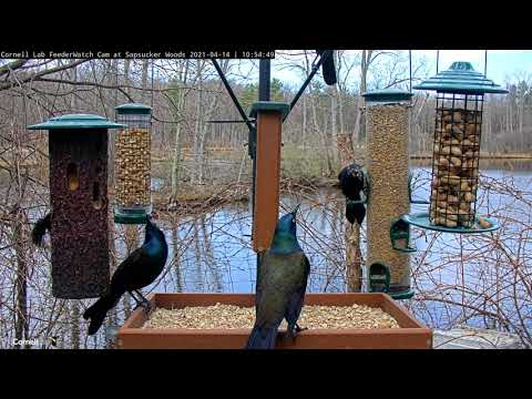 Common Grackles Shimmer And Display At Cornell Feeders – April 14, 2021